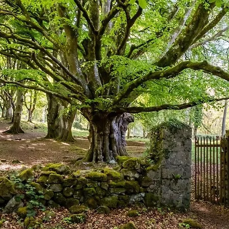 Oak בית הארחה 4*