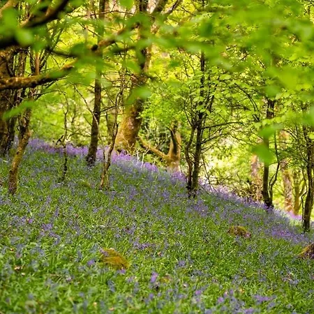 Oak 4* Portumna