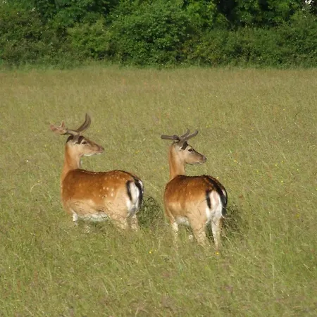 Oak בית הארחה